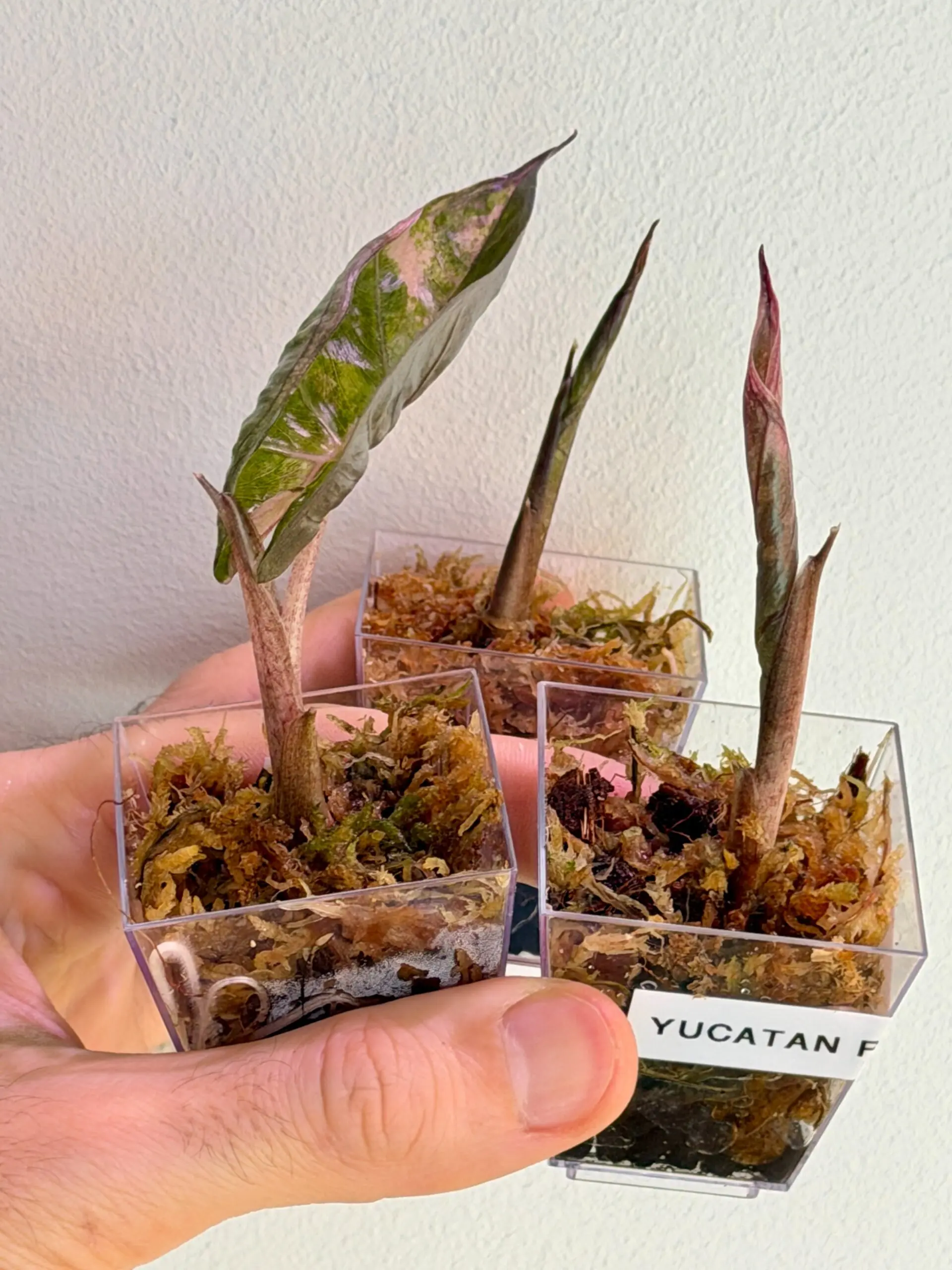 943f53b0875d3e50ff7074fa25a45276