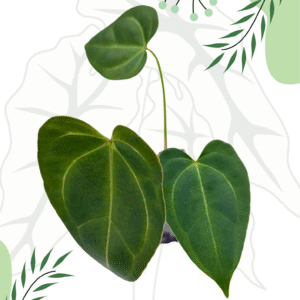 Anthurium  Crystallinum X x Red Spider Ø-6cm H-10cm