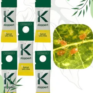 Drapieżne roztocza SPICAL PLUS – Skuteczna ochrona przed przędziorkiem