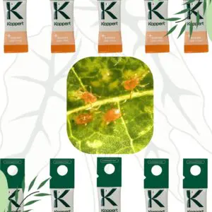 Drapieżne roztocza SWIRSKI ULTI-MITE – Skuteczna ochrona przed wciornastkami