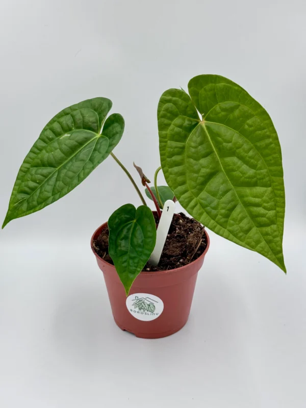 Anthurium Magnificum x Luxurians Ø-14cm H-30cm