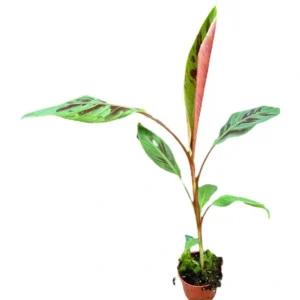 Musa Acuminata Zebrina Ø-10cm H-25cm (Preorder)