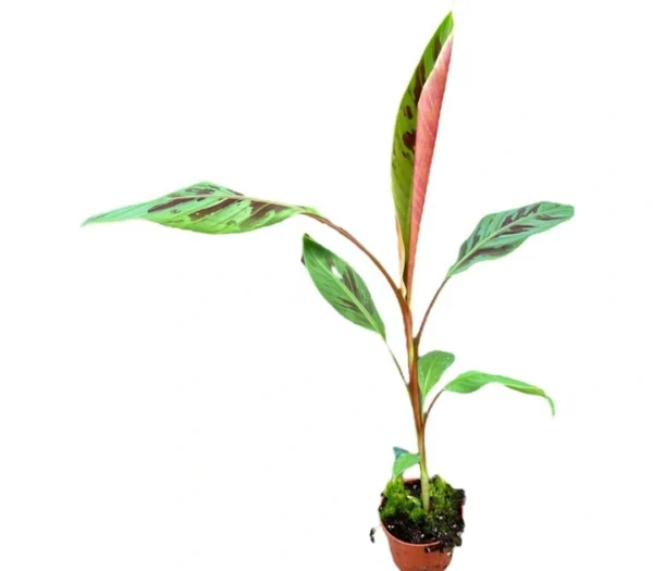Musa Acuminata Zebrina Ø-10cm H-25cm (Preorder)