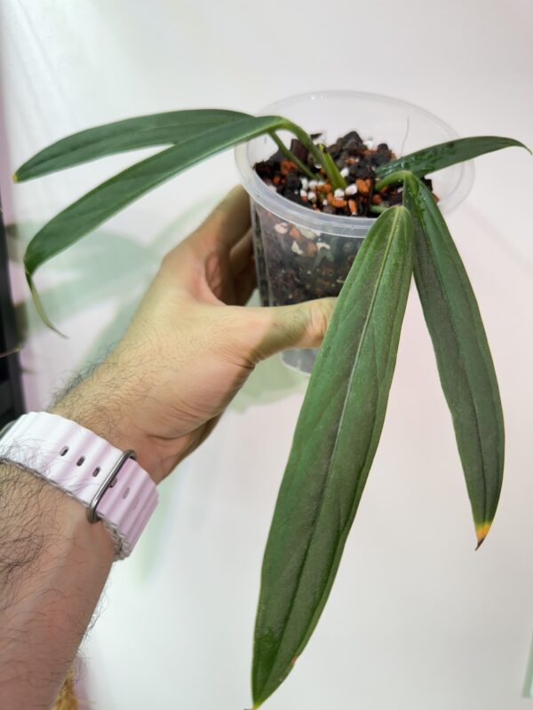 Anthurium Ceronii Ø-10cm H-20cm Bigos + Doniczka oddychająca