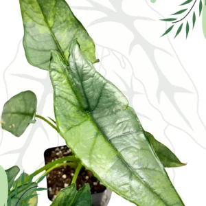 Alocasia Dragon Breath Green On Green Variegata Ø-10cm H-30cm - obrazek 5