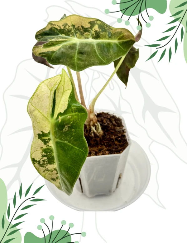 Alocasia Sanderiana Bull Variegata Ø-9cm H-20cm