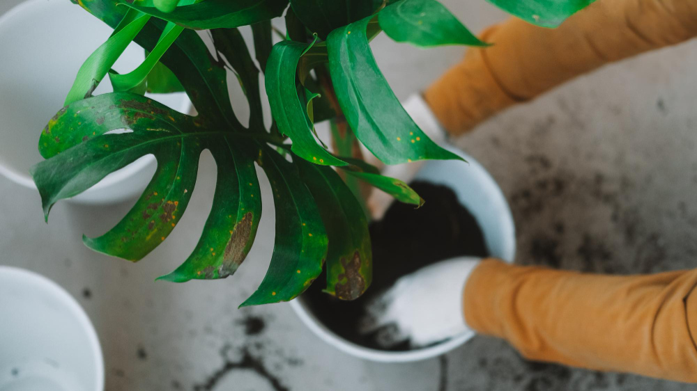 monstera