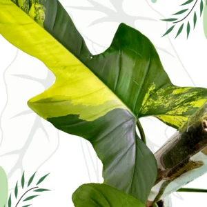 Philodendron Bipennifolium Variegata Ø-12cm H-45cm (Szczyt) + Doniczka oddychająca, Palik
