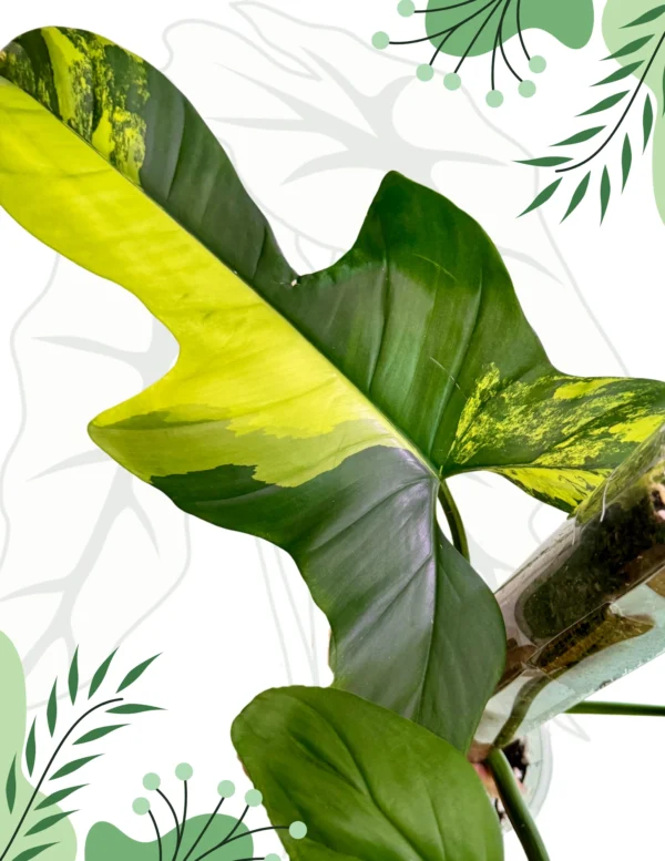 Philodendron Bipennifolium Variegata Ø-12cm H-45cm (Szczyt) + Doniczka oddychająca, Palik