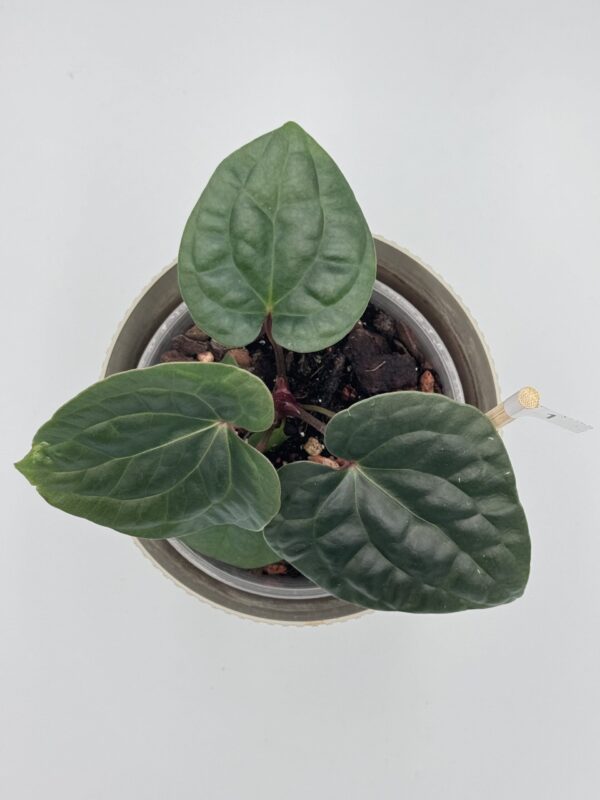 Anthurium Besseae Aff x Luxurians - obrazek 3