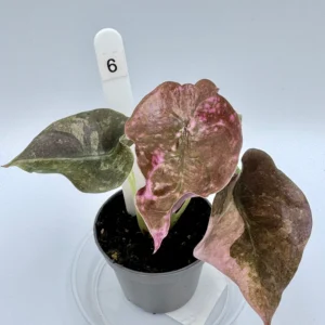 Alokazja Cuprea Variegata Ø-6cm H-10cm - obrazek 7