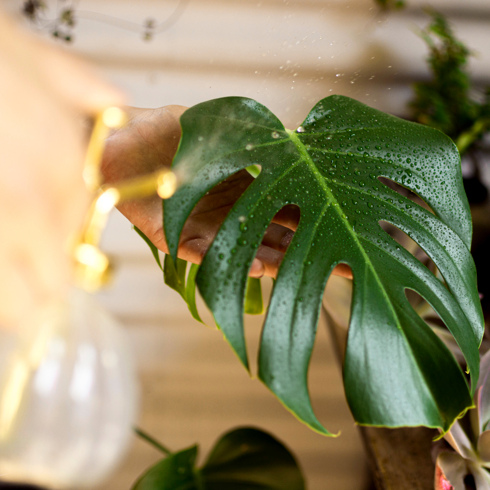 monstera