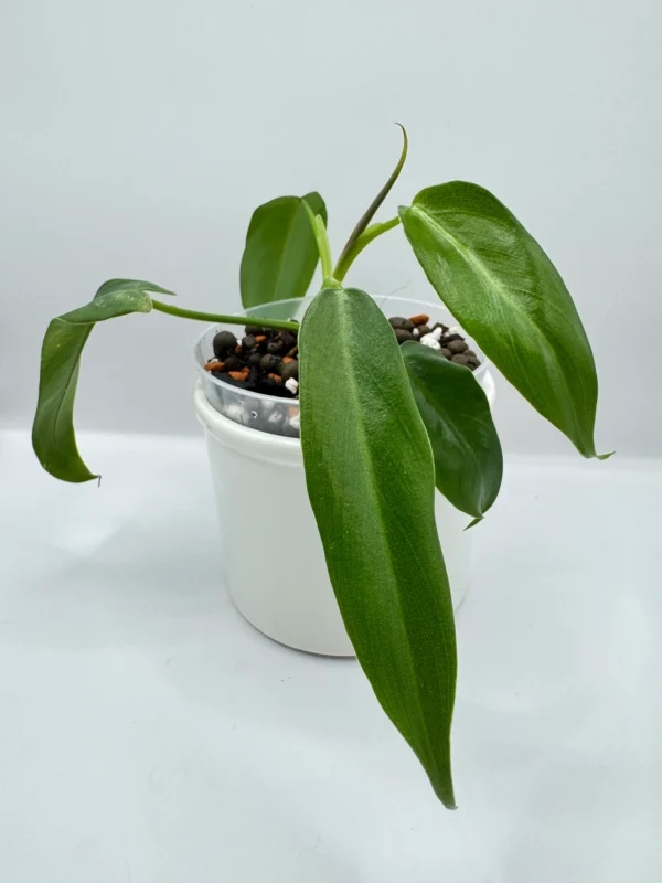 Philodendron Spiritus Sancti Ø-10cm H-15cm Bigos