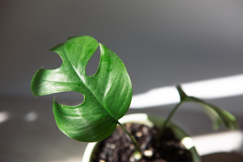 monstera