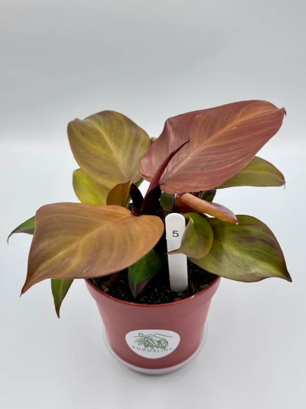 Philodendron Mccolley’s Finale Ø-12cm H-25cm