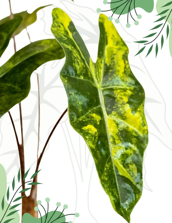 Alocasia Sanderiana Aurea Ø - 7,5cm H-20cm - obrazek 4