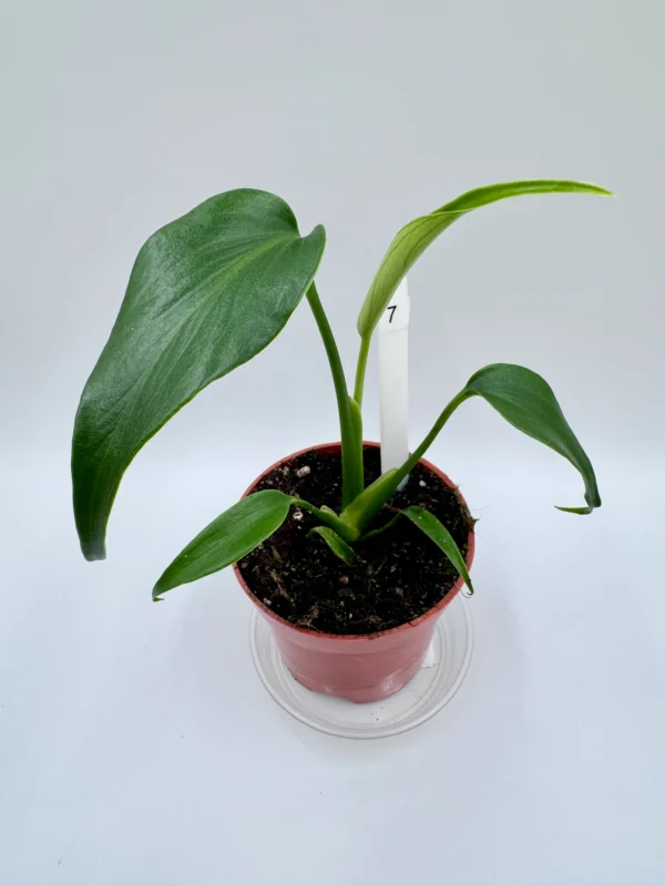 Monstera Burle Marx Flame Ø-9cm H-25cm Preorder - obrazek 4