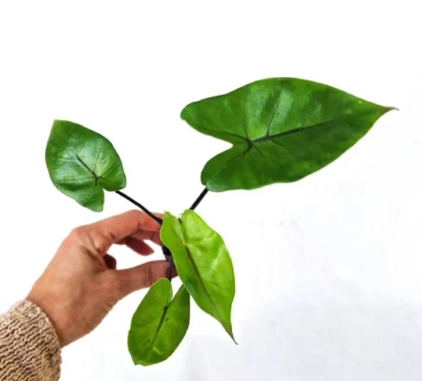 Alocasia Black Steam (Preorder) Ø-7cm H-15cm