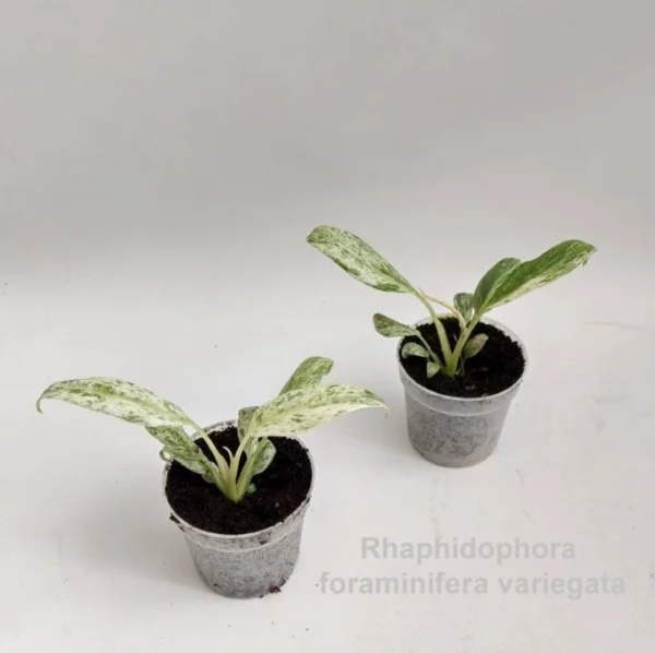 Rhaphidophora Foraminifera Variegata Ø-7cm H-12cm (Preorder)