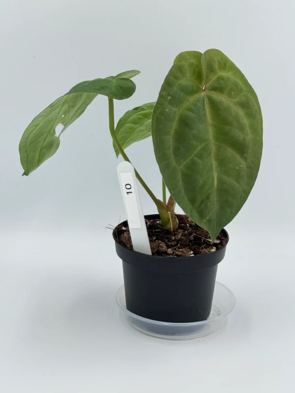 Anthurium Dorayaki x Besseae Aff  Ø-10cm H-25cm