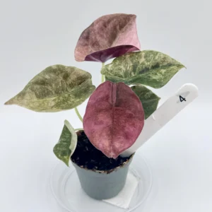 Alokazja Cuprea Variegata Ø-6cm H-10cm - obrazek 6