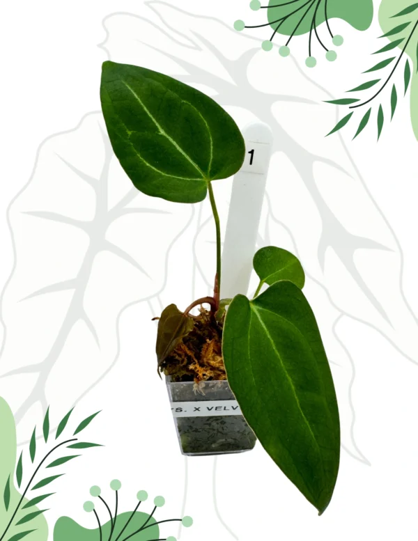 Anthurium Crystallinum x Velvet Verde Ø-6cm H-10cm - obrazek 2