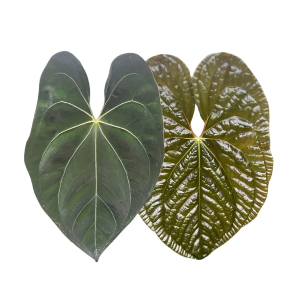 Anthurium Papillilaminum X x Luxurians Ø-6cm H-10cm - obrazek 2