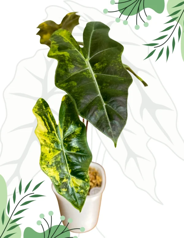 Alocasia Sanderiana Aurea Ø - 7,5cm H-20cm - obrazek 6
