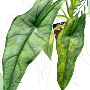 Alocasia Dragon Breath Green On Green Variegata Ø-10cm H-30cm - obrazek 2
