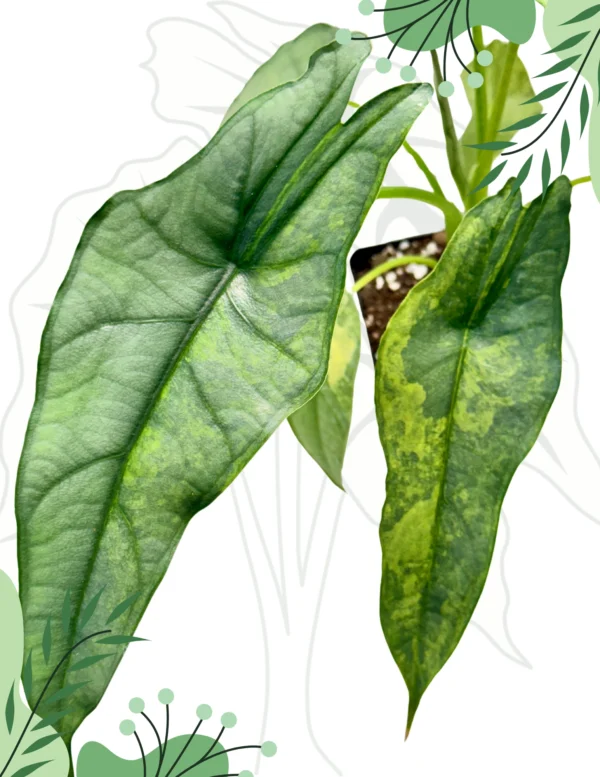 Alocasia Dragon Breath Green On Green Variegata Ø-10cm H-30cm - obrazek 2
