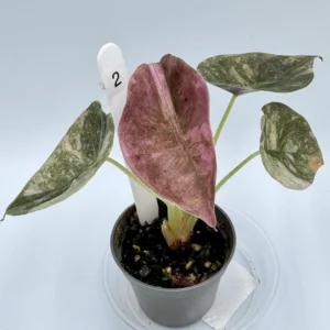 Alokazja Cuprea Variegata Ø-6cm H-10cm - obrazek 3