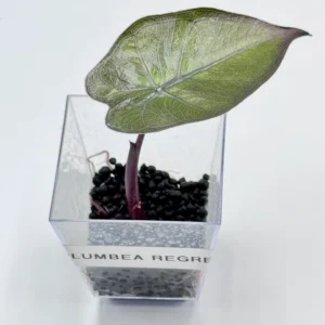 Alocasia Plumbea (Regres) Ø-6cm H-10cm