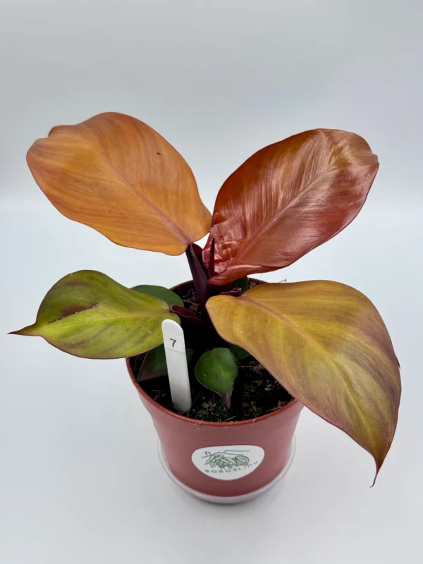 Philodendron Mccolley’s Finale Ø-12cm H-25cm - obrazek 3