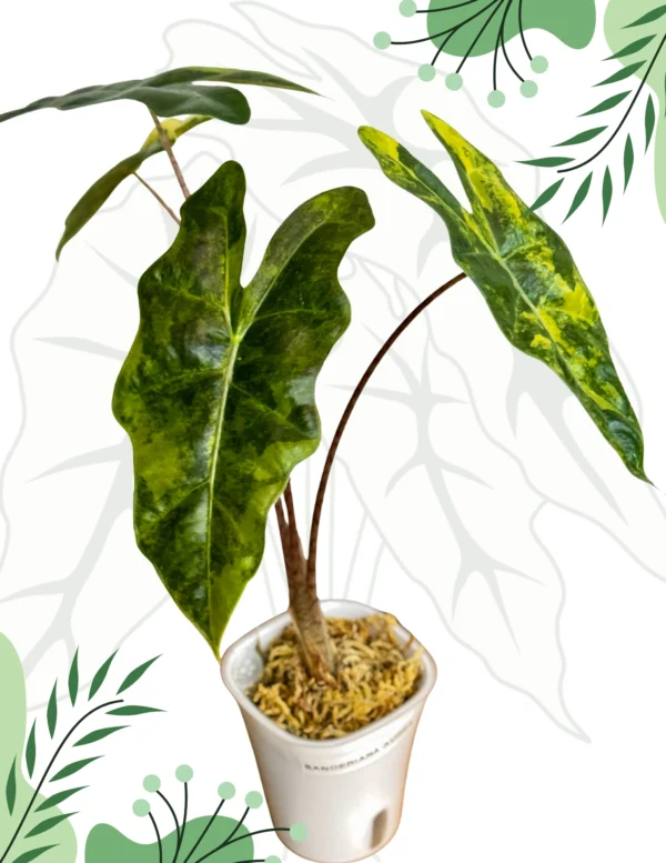 Alocasia Sanderiana Aurea Ø - 7,5cm H-20cm - obrazek 5