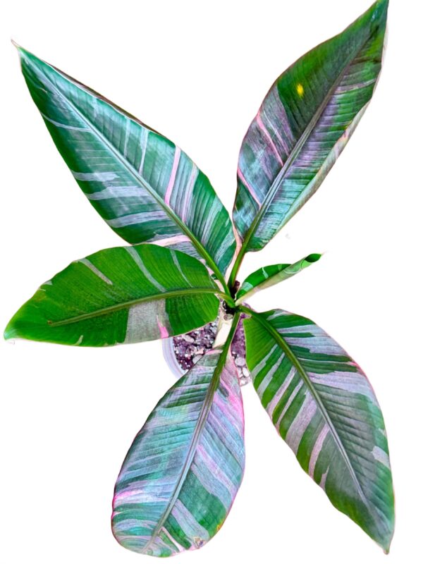 Bananowiec Musa NoNo Pink Variegata Ø-13cm H-65cm