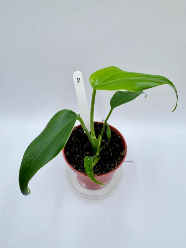 Monstera Burle Marx Flame Ø-9cm H-25cm Preorder - obrazek 2
