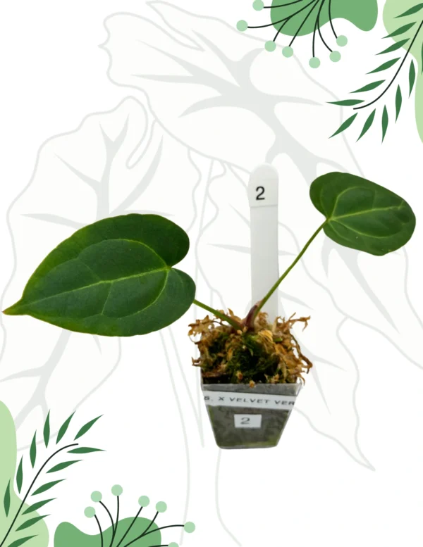 Anthurium Crystallinum x Velvet Verde Ø-6cm H-10cm - obrazek 3