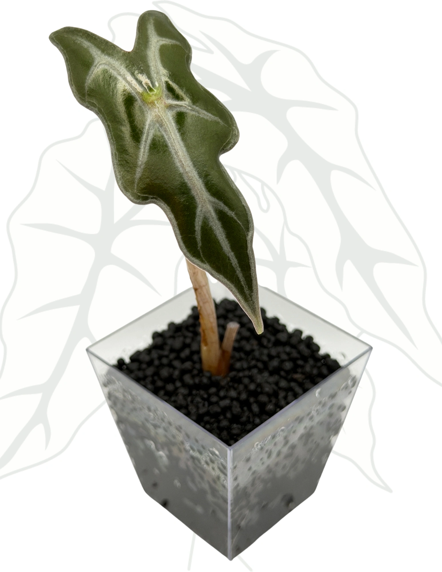 611ed659bb366850232cf2859aeb1f71