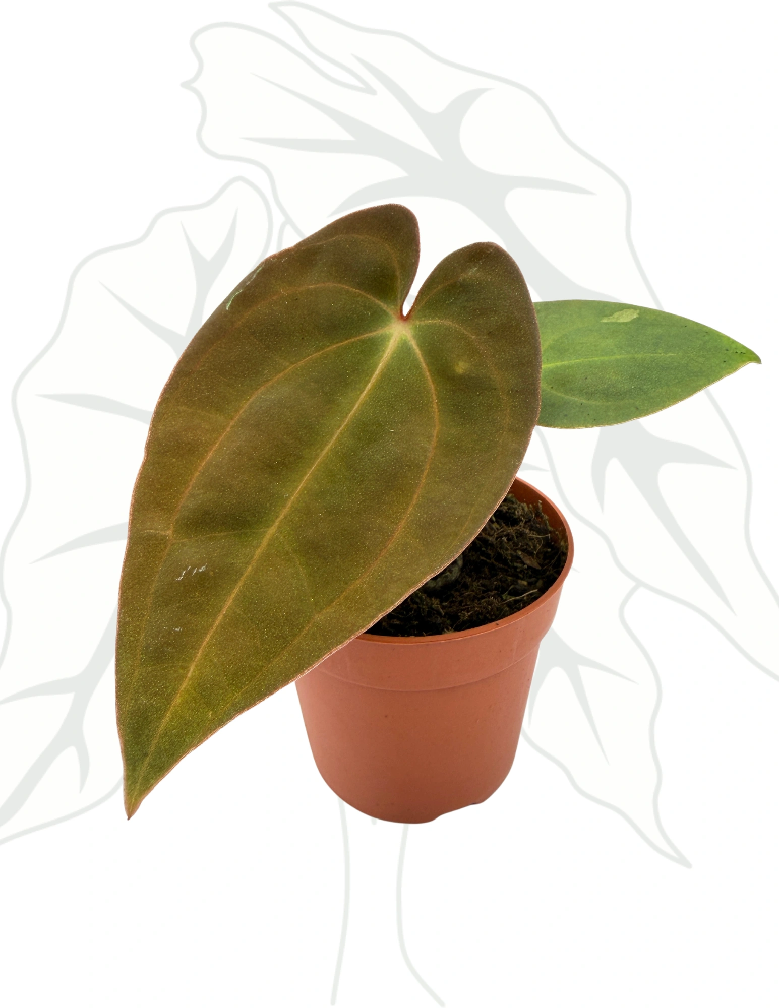 35149eca27dbb80aaf7a015d9e449b4e