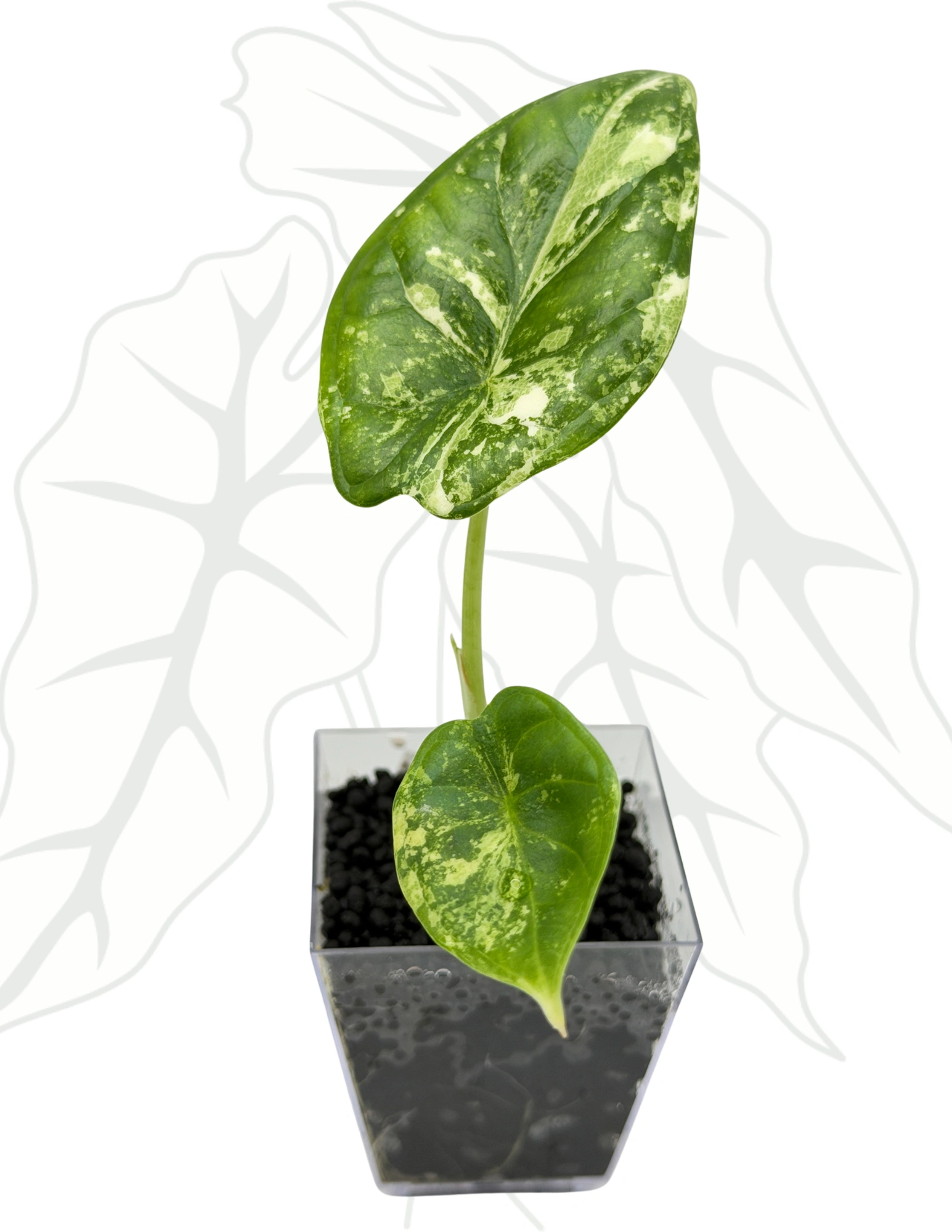 a35e72da22992baf31257499cfefbef0