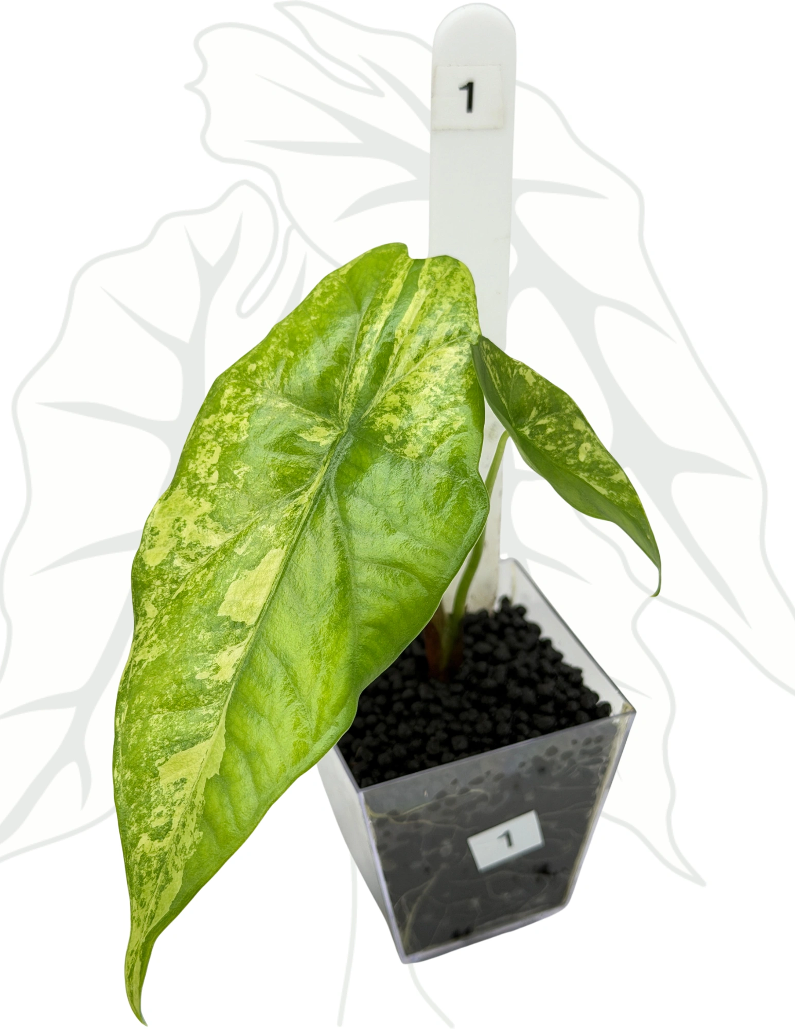 40002f36e955a6d7a8460b6460943a33