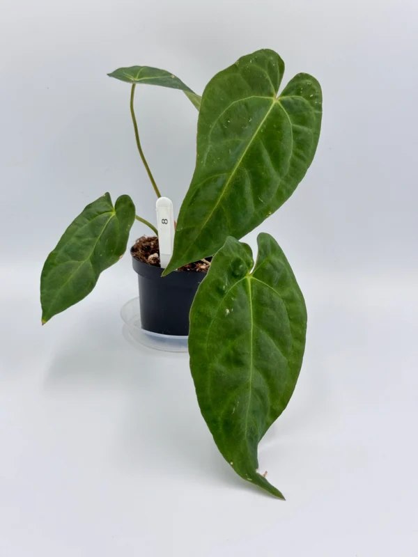 Anthurium Dorayaki x Besseae Aff  Ø-10cm H-25cm - obrazek 3