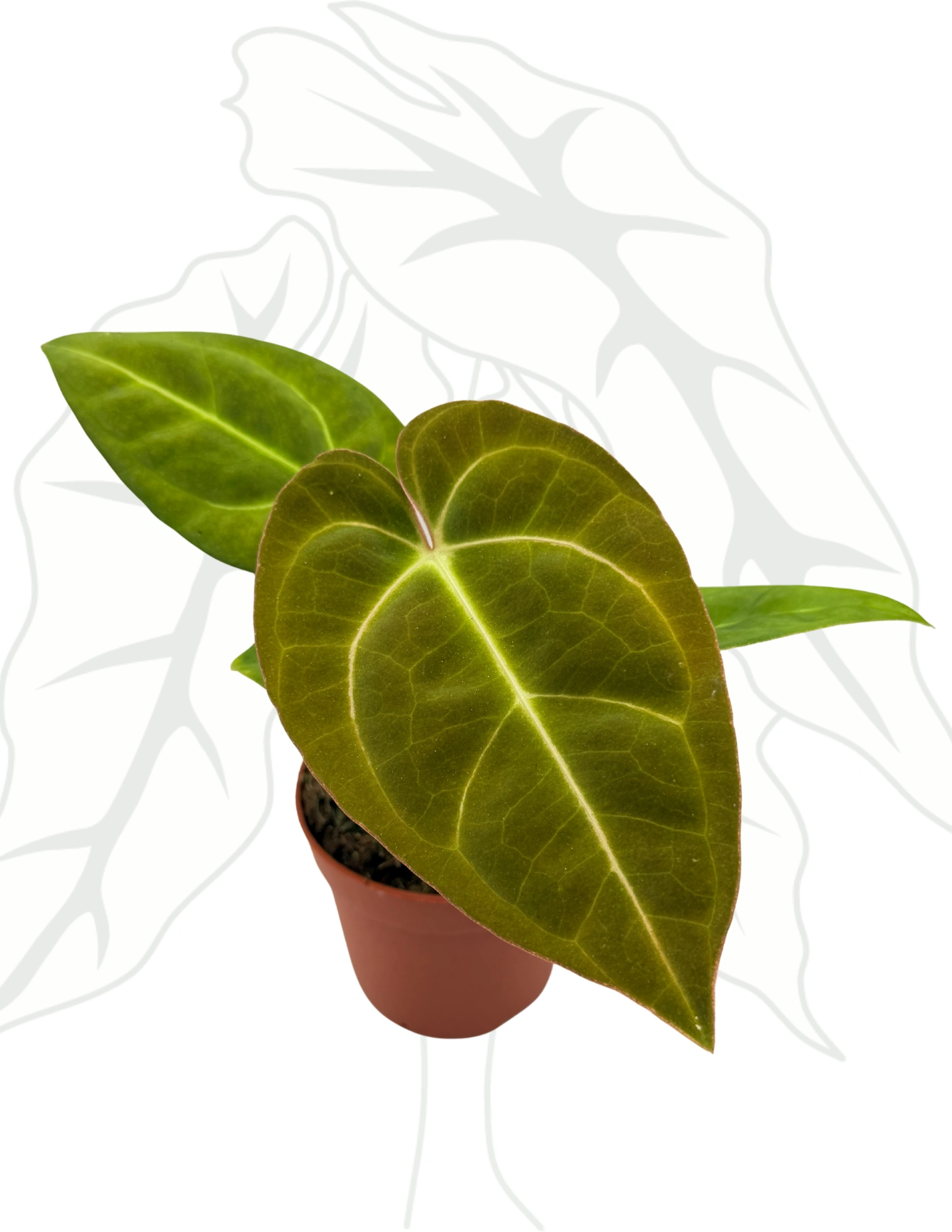 bee1fc8c24b532bd457b63bbe79f7701