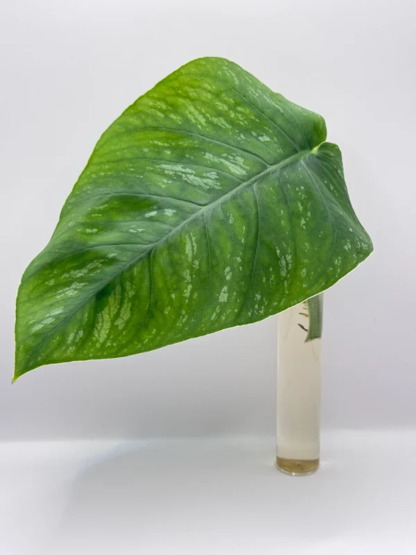 Monstera Dubia H-20cm - obrazek 3