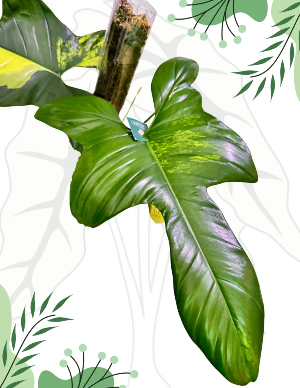 Philodendron Bipennifolium Variegata Ø-12cm H-45cm (Szczyt) + Doniczka oddychająca, Palik - obrazek 2