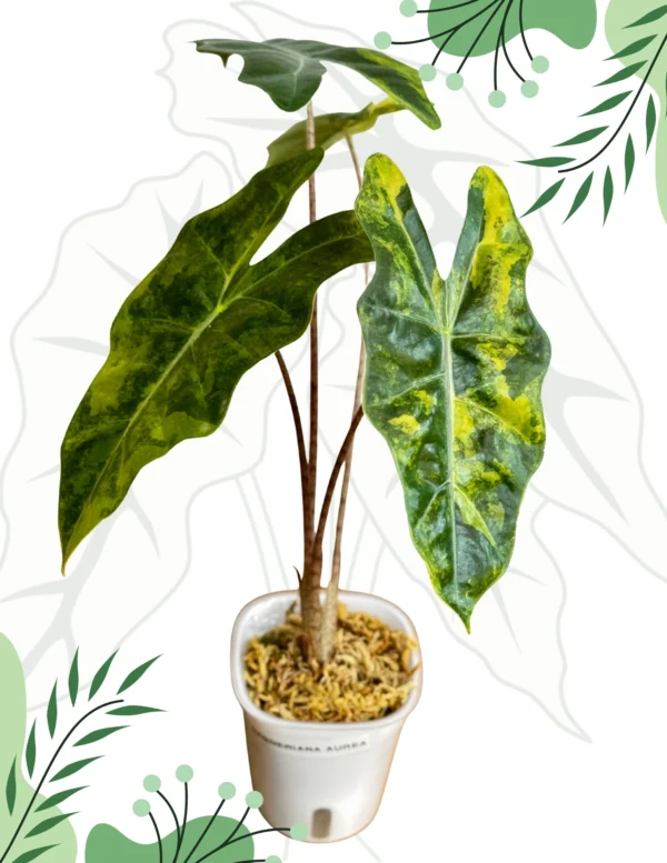 Alocasia Sanderiana Aurea Ø - 7,5cm H-20cm