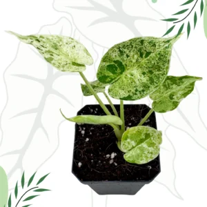 Alocasia Dragon Scale Mint Variegata Ø-6cm H-15cm