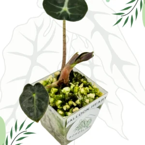 Alocasia Balloon Hearts  Ø-6cm H-10cm