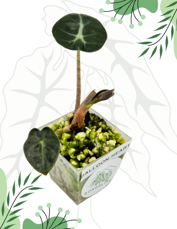 Alocasia Balloon Hearts  Ø-6cm H-10cm