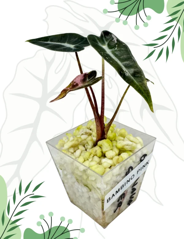 Alocasia Bambino Pink Variegata Ø-6cm H-20cm
